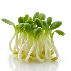 seeds that develop into sprouts