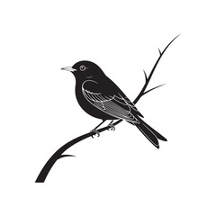 blackbird on a branch