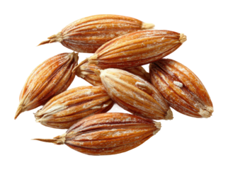 Harvesting cacao seeds tropical farm food isolated on transparent background