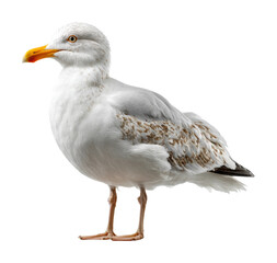 Seagull standing on shoreline coastal area wildlife natural light isolated on transparent background