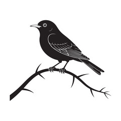 blackbird on a branch