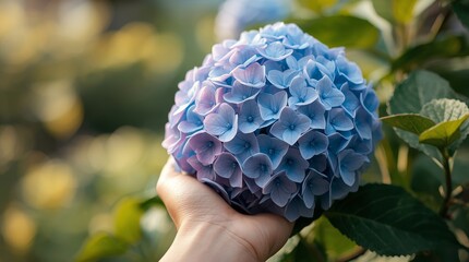 A person's hand gently holds a ripe blue flower close-up in a summer garden