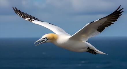 ​A northern gannet with golden-yellow plumage on its head and neck soars majestically over the blue sea