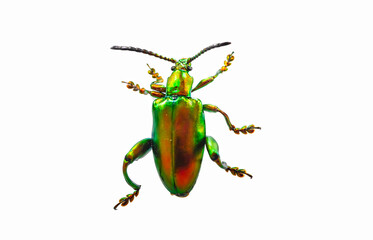 Leaf beetle Chrysolina graminis isolated on white background, dorsal view of beetle. Beautiful...