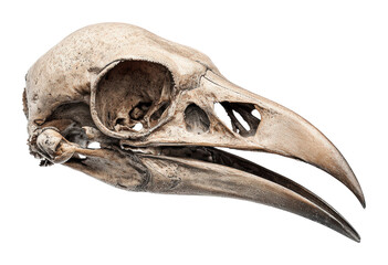 Exquisite bird skull display museum natural history isolated on transparent background