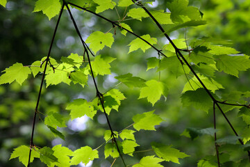 green leaves in the sun