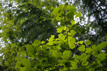 green leaves on a tree