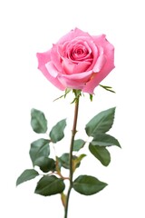 Obraz premium Single Pink Rose with Green Stem and Leaves on White Background