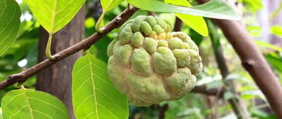 Custard apple. Sugar apple or Custard apple on a still attached to the branch with vibrant green leaves © rawintanpin