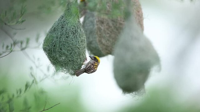 Male baya weaver leaving woven nest after completing construction work.