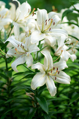 Creamy white lilies bloom in clustered stems, speckled petals and rusty anthers curling outward against lush green foliage, captured close up in soft daylight