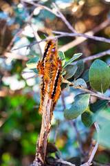 cape lappet moth caterpillar in Cape town , South Africa, Eutricha capensis , african wildlife