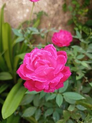 fully blossomed numerously petalled fragrant pink rose.