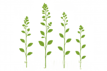 Green plant sprigs with developing leaves and small buds, botanical illustration elements on transparent background