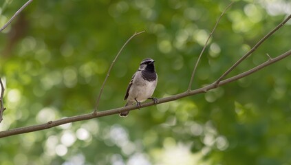 Fototapeta premium A small, gray and black bird perches serenely on a branch, showcasing a natural, out-of-focus background of vibrant green foliage.