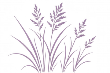 Purple botanical grass vector illustration with long leaves and panicle inflorescences on transparent background