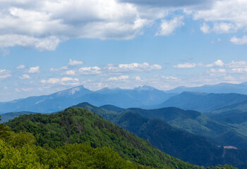 Fototapeta premium subalpine vegetation at the beginning of the summer flowering period, endemic in nature