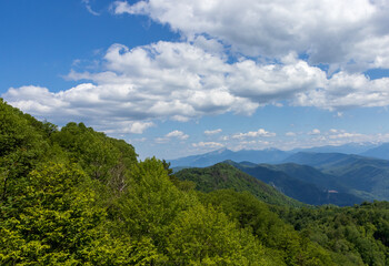 Naklejka premium subalpine vegetation at the beginning of the summer flowering period, endemic in nature