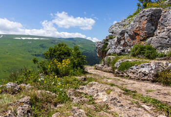 subalpine vegetation at the beginning of the summer flowering period, endemic in nature