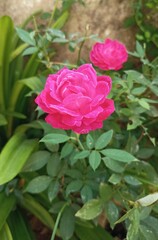 close-up of beautifully blossomed rose.