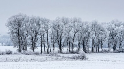 Fototapeta premium A row of frosty trees stands still in a snowy landscape, reflecting the quiet beauty of winter. A soft gray sky looms above, adding to the serene atmosphere of the scene.