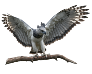 red tailed hawk eagle sitting in the tree eagle flying pose 