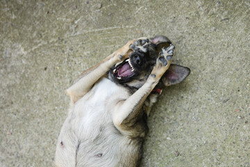 Cute mix-breed dog having fun and rolling outdoors. 