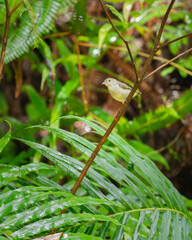 Pale-billed flowerpecker or Tickell's flowerpecker (Dicaeum erythrorhynchos) photographed in Sinharaja forest reserve