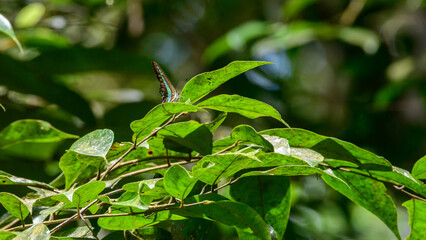 Narrow-banded banded bluebottle butterfly resting on a leaf in the Sinharaja rain forest.