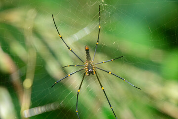 Giant Golden Orb Spider with long black legs sits at the center of its web in the Sinharaja rainforest. 