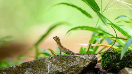 Brown-patched Kangaroo Lizard, also known as the Sri Lankan Kangaroo Lizard, resting on a rock in the Sinharaja rainforest. Endemic reptile species