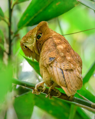 Serendib scops owl (Otus thilohoffmanni), an endemic and rare species, perched quietly among the green foliage of the Sinharaja Forest Reserve in Sri Lanka