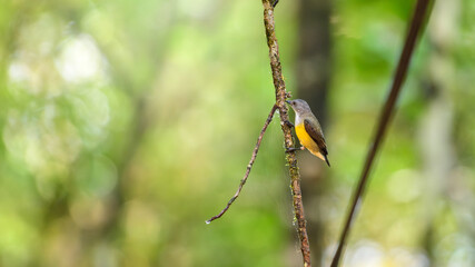 White-throated Flowerpecker, also known as Legge's flowerpecker (Dicaeum vincens), perched on a branch in the Sinharaja rainforest