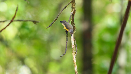 White-throated Flowerpecker, also known as Legge's flowerpecker (Dicaeum vincens), is perched upside down on a mossy branch inside the lush Sinharaja rainforest
