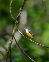 White-throated Flowerpecker, also known as Legge's flowerpecker (Dicaeum vincens), perched on a mossy branch in the Sinharaja rainforest