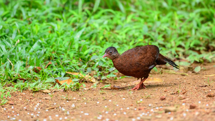 Female Sri Lanka spurfowl (Galloperdix bicalcarata) foraging on the forest floor at Sinharaja Forest Reserve