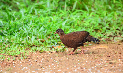Female Sri Lanka spurfowl (Galloperdix bicalcarata) foraging on the forest floor at Sinharaja Forest Reserve
