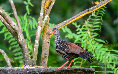 Sri Lanka spurfowl (Galloperdix bicalcarata) male bird standing on the bird feeder at Sinharaja Forest Reserve