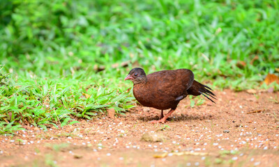 Female Sri Lanka spurfowl (Galloperdix bicalcarata) foraging on the forest floor at Sinharaja Forest Reserve