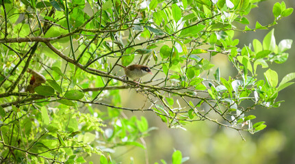 Dark-fronted babbler (Dumetia atriceps) bird perched on a tree branch in the Sinharaja forest reserve. The bird is surrounded by green leaves and a natural habitat