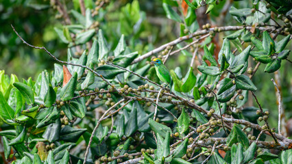 Yellow-fronted barbet is perched on a fruiting tree branch in the Sinharaja Forest Reserve. Surrounded by green leaves and small fruits in the rainforest habitat