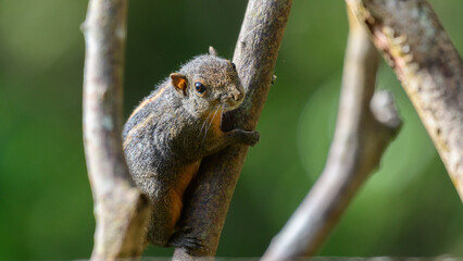 Dusky-striped squirrel (Funambulus layardi) on a branch, Green blurred natural background at Sinharaja Forest Reserve.