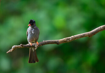 Square-tailed bulbul (Hypsipetes ganeesa) bird perched in a branch against a natural green backdrop in Sinharaja Forest Reserve