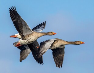 Fototapeta premium Three geese in flight against a clear blue sky