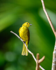 Yellow-browed bulbul (Acritillas indica) bird perched in a branch against a natural green backdrop in Sinharaja Forest Reserve