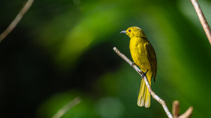 Yellow-browed bulbul (Acritillas indica) bird perched in a branch against a natural green backdrop in Sinharaja Forest Reserve