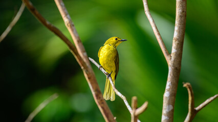 Yellow-browed bulbul (Acritillas indica) bird perched in a branch against a natural green backdrop in Sinharaja Forest Reserve