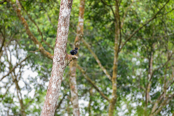 Sri Lanka hill myna or Ceylon myna (Gracula ptilogenys) perch on a tree in the Sinharaja Forest Reserve
