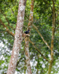 Sri Lanka hill myna or Ceylon myna (Gracula ptilogenys) perch on a tree in the Sinharaja Forest Reserve