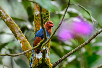 Sri Lanka blue magpie or Ceylon magpie (Urocissa ornata) bird perches on a tree branch at the Sinharaja forest reserve. 